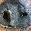 2026 05 28 Neanderthal Root Canal 400
