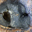 2026 05 28 Neanderthal Root Canal 400