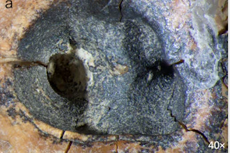 2026 05 28 Neanderthal Root Canal 400