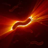 Heliobacter Pylori Decade3d