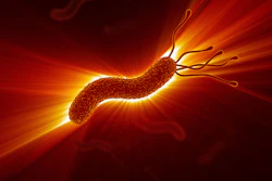 Heliobacter Pylori Decade3d