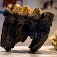 Close-up of fossilized mastodon teeth.