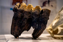 Close-up of fossilized mastodon teeth.