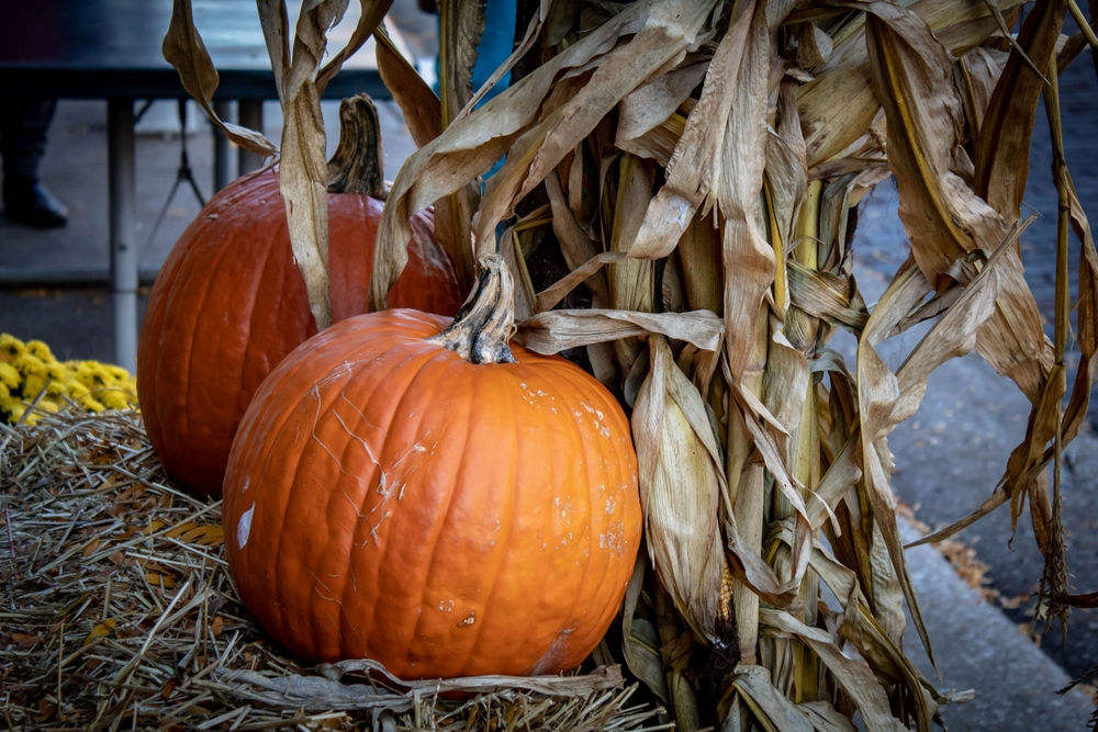 Bright orange pumpkins displayed on straw next to dried corn stalks in an autumn harvest decoration.