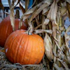 Bright orange pumpkins displayed on straw next to dried corn stalks in an autumn harvest decoration.
