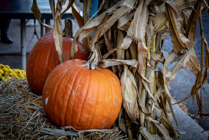 Bright orange pumpkins displayed on straw next to dried corn stalks in an autumn harvest decoration.